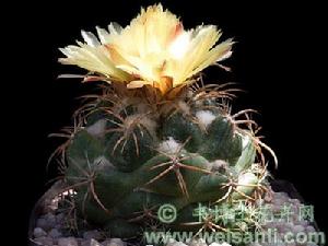 巨象球 Coryphantha andreae