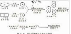 真核微生物的基因重組