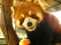 武漢九峰動物園-可愛的動物