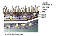 內毒素