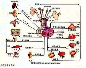 黃體生成激素