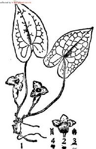 五嶺細辛，圖註：1.植株，2.花，花被打開，3．雄蕊，4.柱頭。