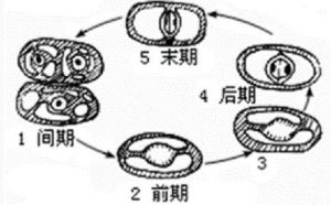 無絲分裂