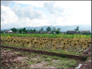 章崗官廠村