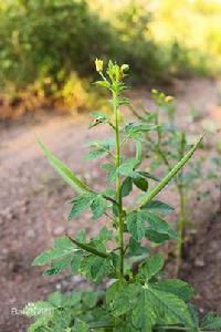 黃花草（原變種）