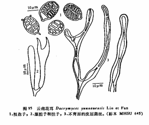 真菌