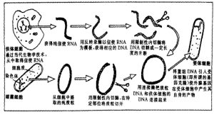 基因工程