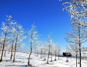 內蒙古牙克石市公路兩旁的霧凇景觀美不勝收