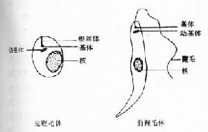 杜氏利什曼原蟲