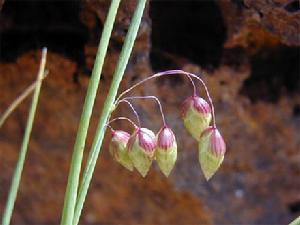 （圖）小判草