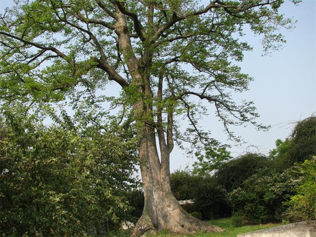 見血封喉