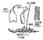 長肋水灰蘚