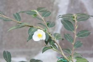 連蕊茶