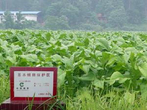 菸草種植基地