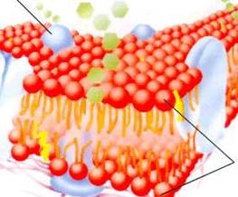 細胞膜結構圖