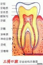 牙體病