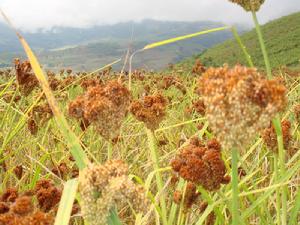 （圖）西盟小紅米 