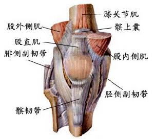 膝關節組織前面圖