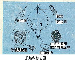 紫膠蚧