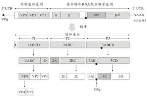 亞急性壞死性脊髓炎綜合症