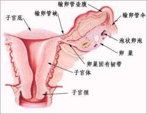 輸卵管腫瘤