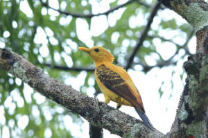 厄瓜多啄木鳥