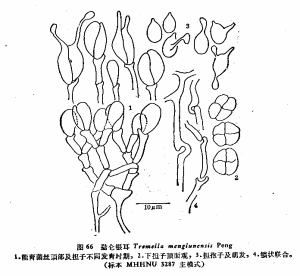 勐侖銀耳