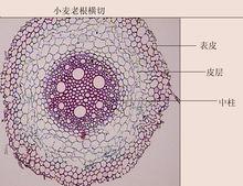 小麥老根橫切