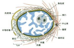 巨細胞病毒性葡萄膜炎