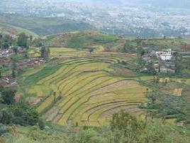 糯谷田村[雲南省華坪縣新莊僳僳族傣族鄉糯谷田村]