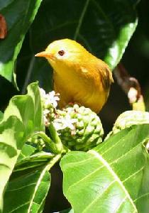 金繡眼鳥