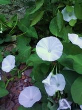 Ipomoea aquatica