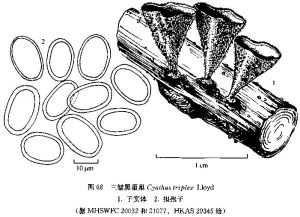 三皺黑蛋巢