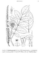 厚膜樹屬-廣西厚膜樹