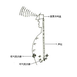 胸腔共鳴