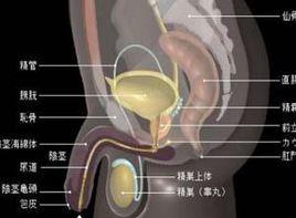 前列腺硬結