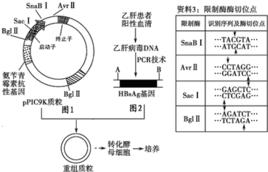 轉基因酵母B肝疫苗