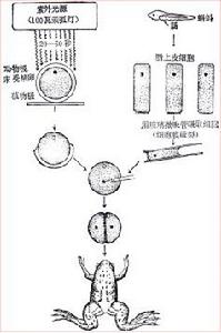 細胞核移植