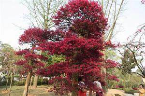 重慶南山植物園