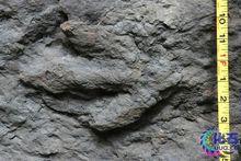 侏羅紀的爬行類--禽龍足跡