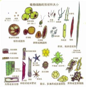 植物生物學[生物學名詞]