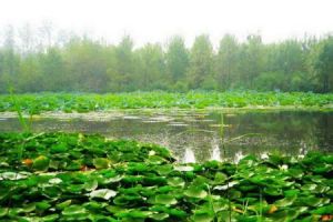 台兒莊運河國家濕地公園