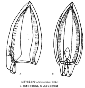 心形淺室水母