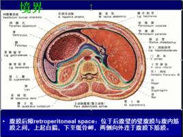 腹膜後隙