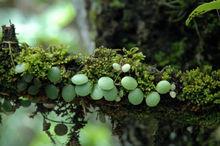 附生植物