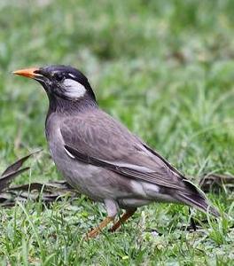 灰椋鳥[雀形目椋鳥科鳥類的一種]