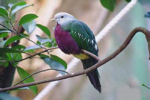 紫胸果鳩