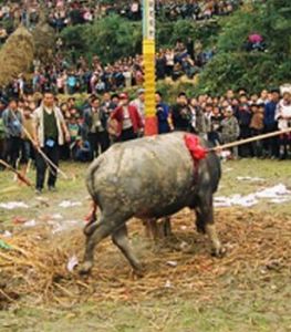 椎牛祭