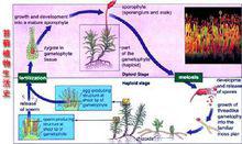 苔蘚植物的生活史