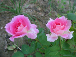 蕎麥地鳳仙花